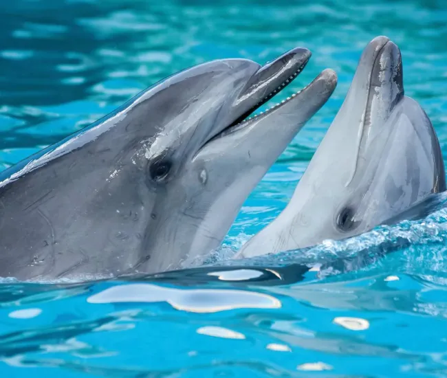 Due delfini giocano insieme nell'acqua cristallina di una piscina.